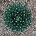 criminallumberjack avatar