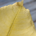 crispyfireflowers avatar