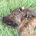 critical-goat avatar