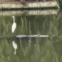 crocodile-thyme avatar