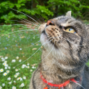 crookshanksoncatnip avatar