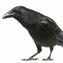 crow-suggestions avatar