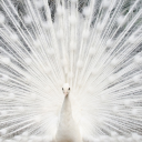 crownedbakapharaoh avatar