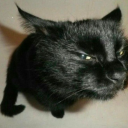 crowoscope avatar
