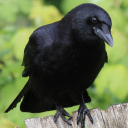 crows-others-and-more avatar