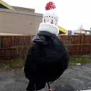 crowskulls-art-and-fandoms avatar