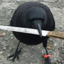 crowwithknife avatar