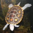 crunchynoodle avatar