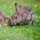 crushabledotcom avatar