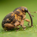 crusty-weevil avatar