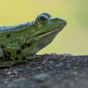 crying-frog-writes avatar