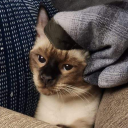 cryptic-rat-bee avatar