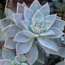 cryptidorange avatar