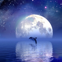 crystalized-butterfly avatar