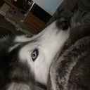 crystalizedmagnolia-blog avatar