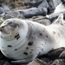 crystalmonk5579 avatar