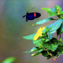 ctrl-altus-dlt avatar