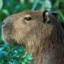 culinarycapybara avatar