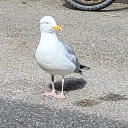 cuntpunkop-ed avatar