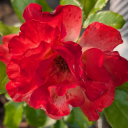 cupcake-break avatar