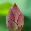 curiosity-garden avatar