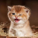 cute-kittens-only avatar