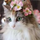 cute-trinkets avatar