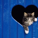 cuteanimalsforever avatar