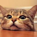 cutebastards-blog avatar