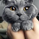 cutecats12 avatar