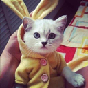 cutecatsinclothes-blog avatar