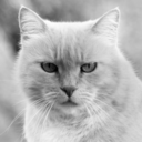 cutecatspics avatar