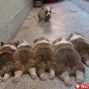 cutecorgibutts avatar