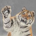 cutetiger40 avatar