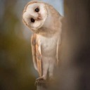 daaft-prick-69 avatar