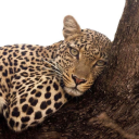 daddyshome1969 avatar