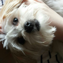 daddyslittlemissbabydoll avatar