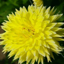 dahlias-and-dandilions avatar