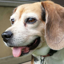 daily-beagle avatar