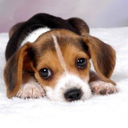 dailybeagle avatar