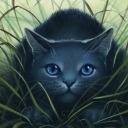 dailybluestar avatar