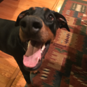 dailydoseofdoberman avatar