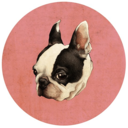 dailyfrenchie avatar