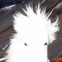 dailyhorseposting avatar