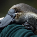 dailyplatypus-blog avatar