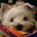 dailytraingirl avatar