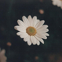 daisy-chaaain avatar