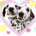 dalmatiandarling avatar