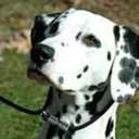 dalmatianstim avatar