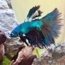 danandphilsfish avatar